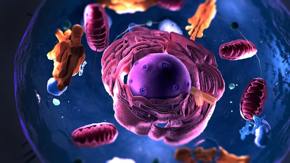 Unlock the Power of PEMF Therapy: How It Helps Your Cells Thrive for Better Health