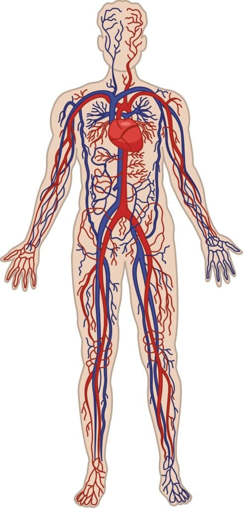 microcirculation
