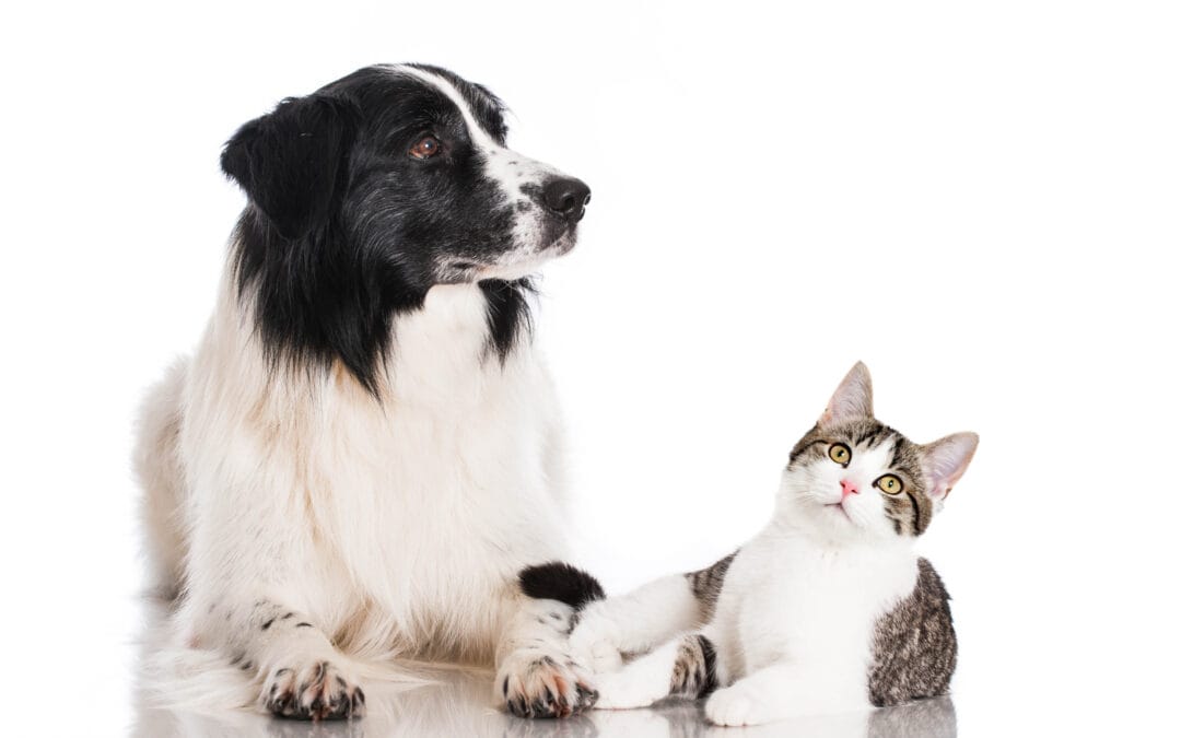 PEMF Therapy for Pets: Unlocking Health Benefits for Your Furry Friends