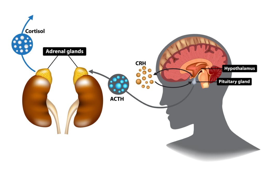 Adrenal Gland