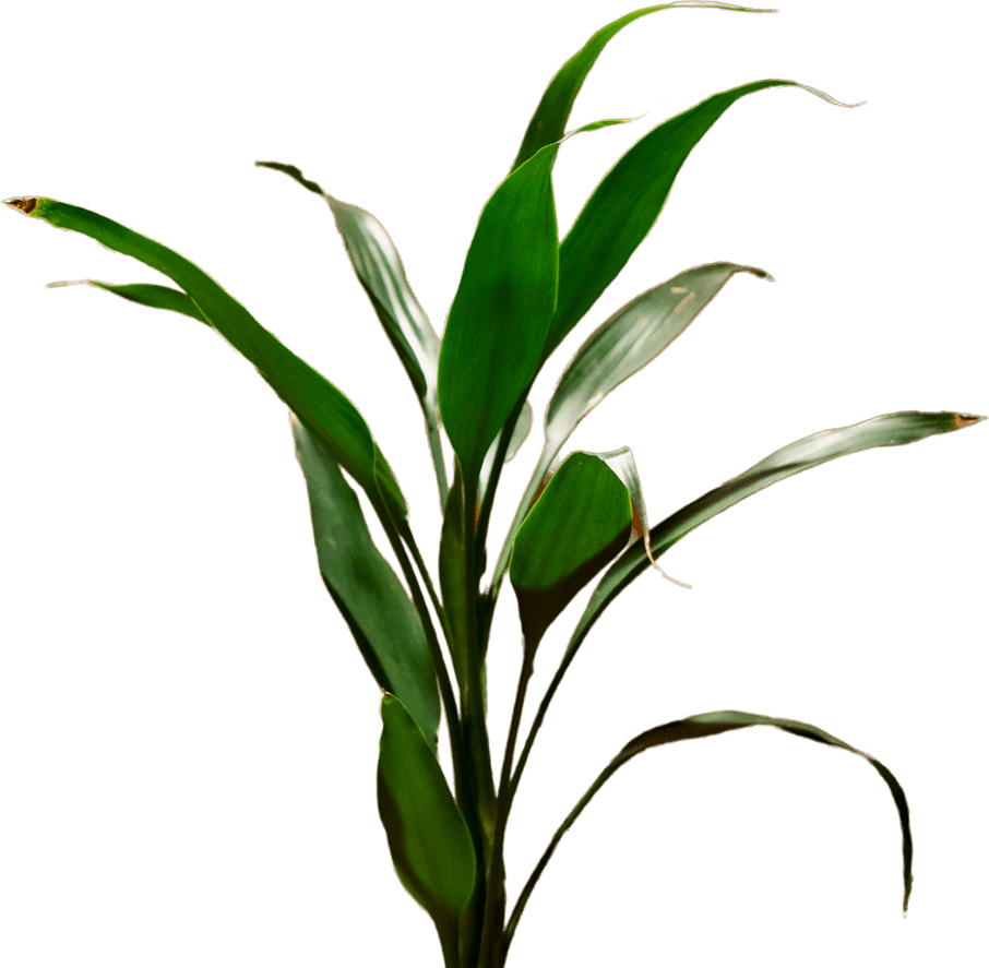 Potted-Plant-Indoor-Decor-6