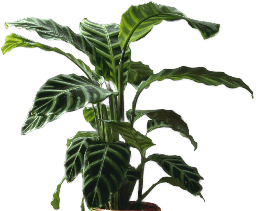 Potted-Plant-Indoor-Decor-7